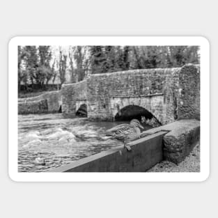 Duck in front of Sheepwash Bridge Sticker